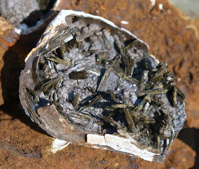 Kryształy wiwianitu (odmiana kerczenit) chaotycznie narastające na syderytowym podłożu we wnętrzu muszli małża.